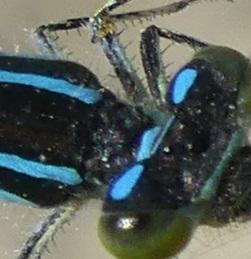 Coenagrion scitulum